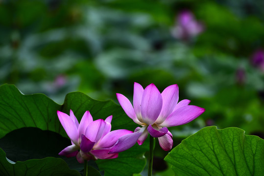 红荷花美丽特写