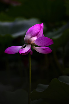 红荷花美丽特写