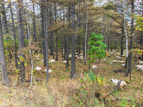 秋季森林羊群放牧