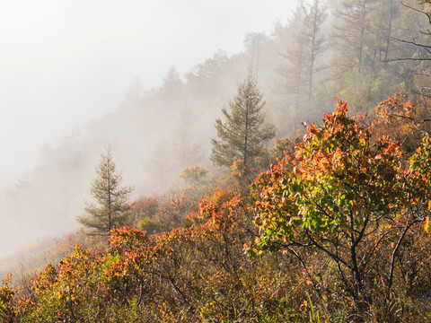 秋季晨雾森林山坡
