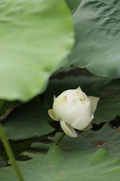 荷花摄影