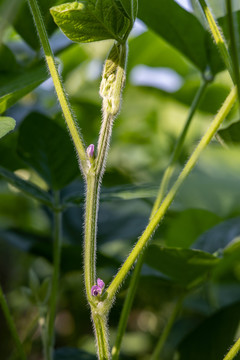 大豆茎秆