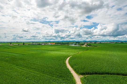 农田庄稼地