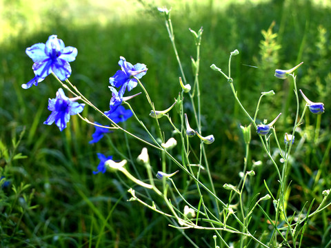 鸽子花