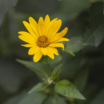 一朵盛开的赛菊宇花与枝叶