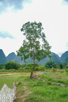 桂林阳朔山水风光大自然