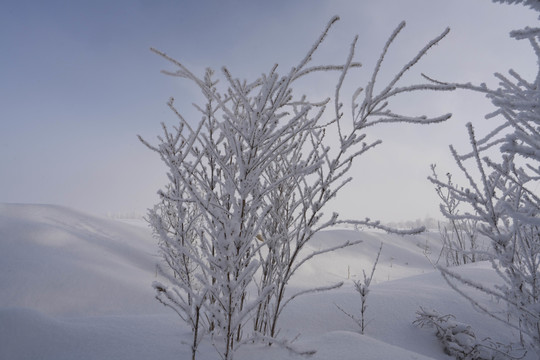 雪景