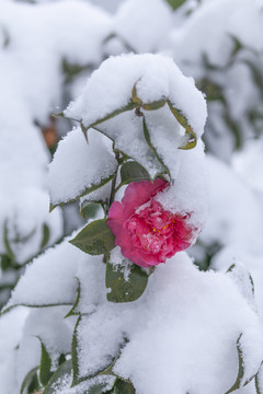 雪中山茶花