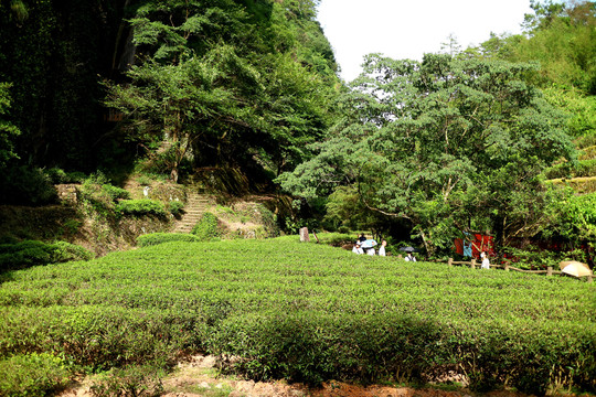 武夷山大红袍岩茶