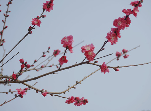 梅花枝条