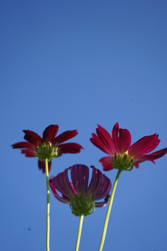 百日菊