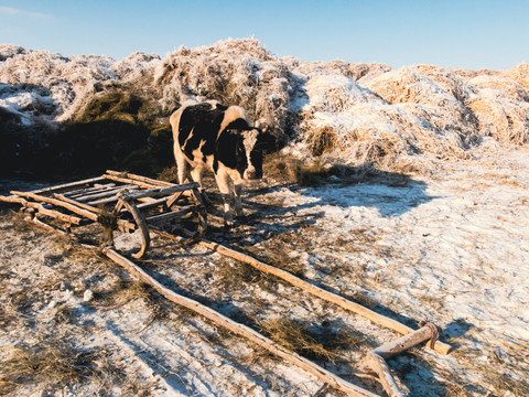 冬季牧场养牛雪橇