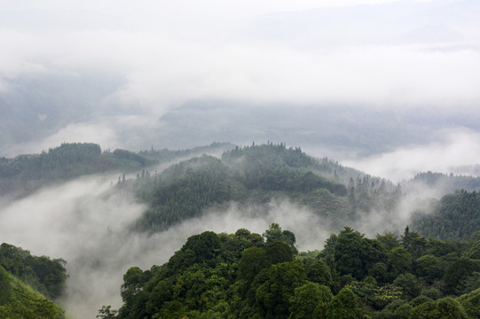 生态植被雾景