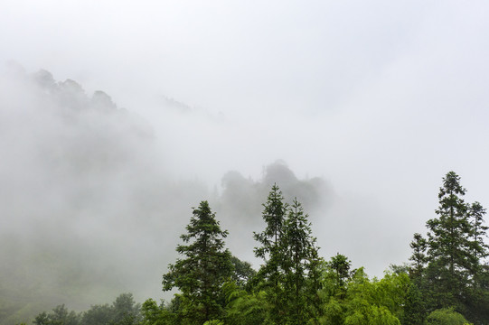 生态植被雾景