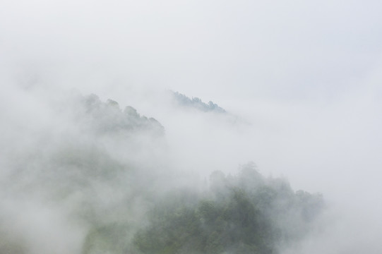 生态植被雾景