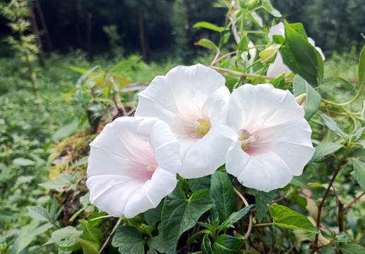 牵牛花