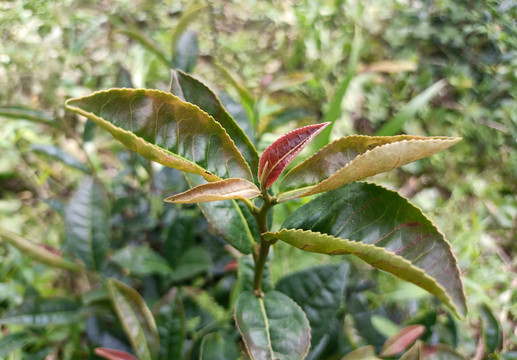 生态红茶树