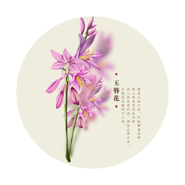 玉簪花