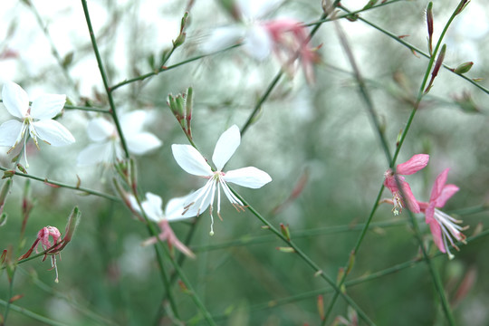 小白花