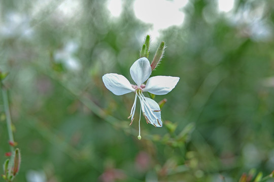 小白花