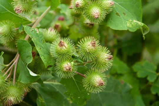 野生牛蒡的花果期