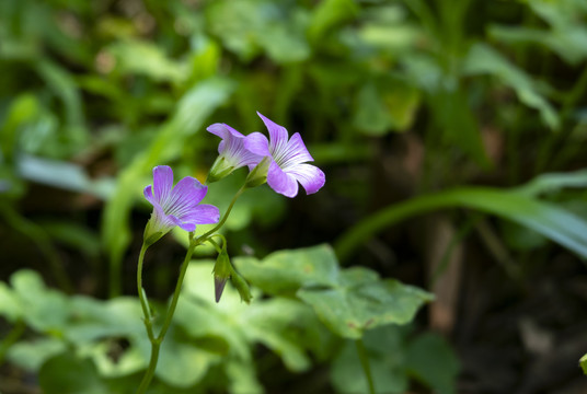 花草