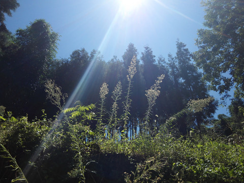 复古旧屋老院子乡村墙根植物