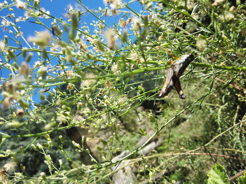 复古旧屋老院子乡村墙根植物