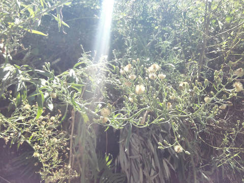 复古旧屋老院子乡村墙根植物