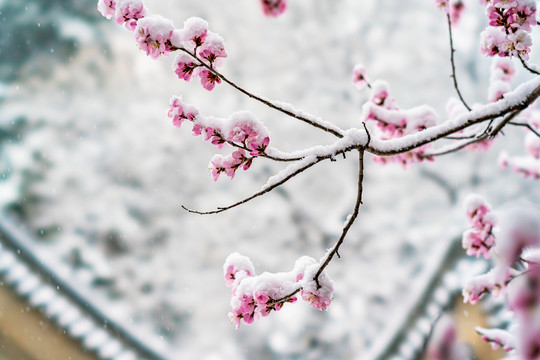 颐和园桃花