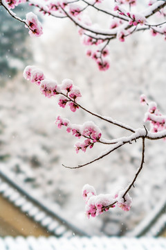 颐和园桃花