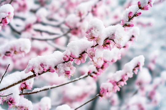 颐和园雪后桃花