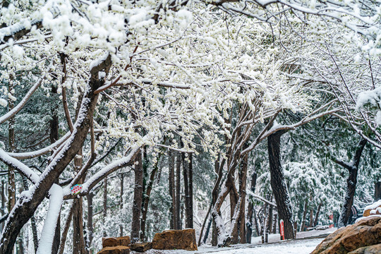 颐和园雪后桃花