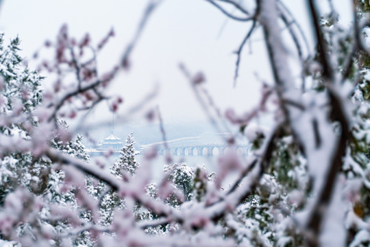 颐和园雪后桃花