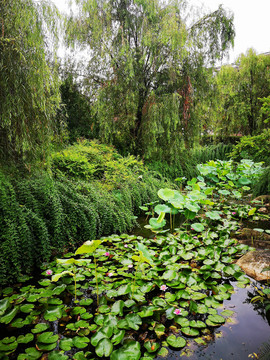 湿地水草