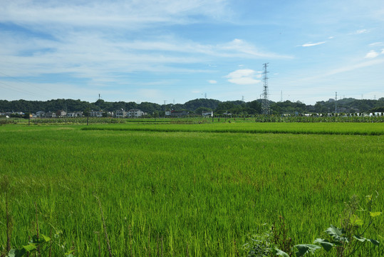 水稻田