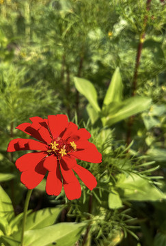 百日菊花卉近景特写竖版背景