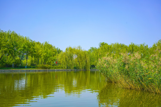 河道景观城市河流绿化