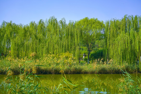 河道景观河岸造景