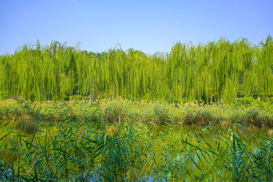 天津河道景观