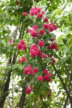 月季花月月红与树枝杆枝叶