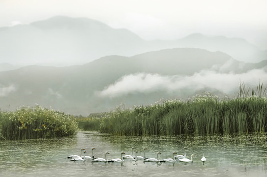 江南水乡小景