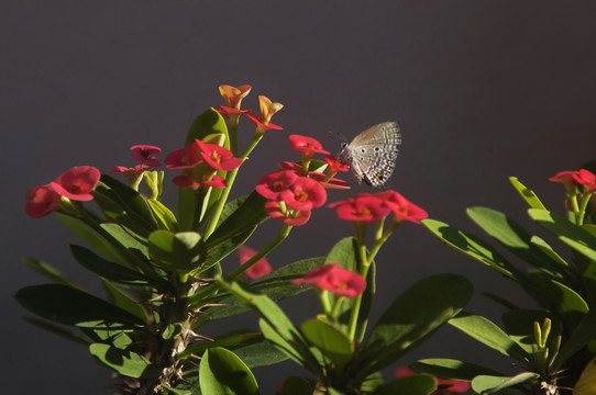 蛱蝶拈花