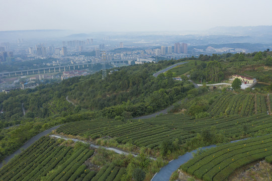 茶山竹海