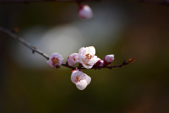 桃花