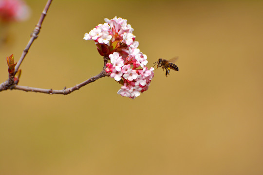 蜜蜂