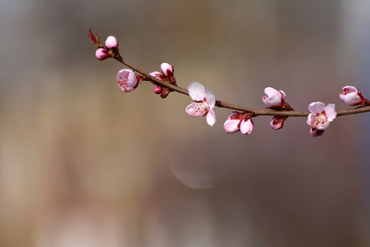 桃花