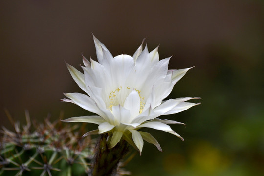 仙人球花