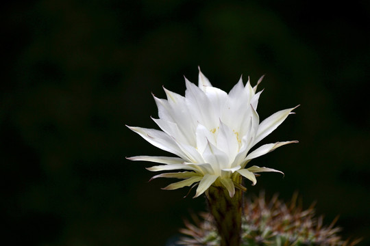 仙人球花