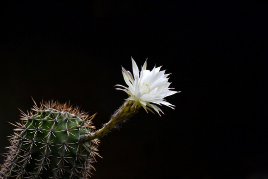 仙人球花